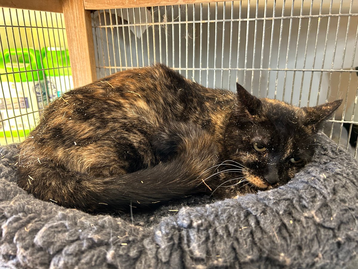 This is an urgent plea for a foster, or an adoptive home, for 10 year old Leah. The catch is that she cannot be around any other cats or dogs - she's SO scared of other cats. She is desperate for just a person she can trust. This gentle, terrified girl loves to sit on laps!