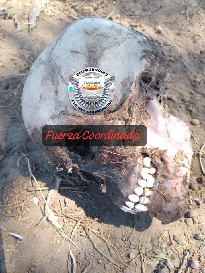 En Atotonilco municipio de Ixtacuixtla localizan craneo humano