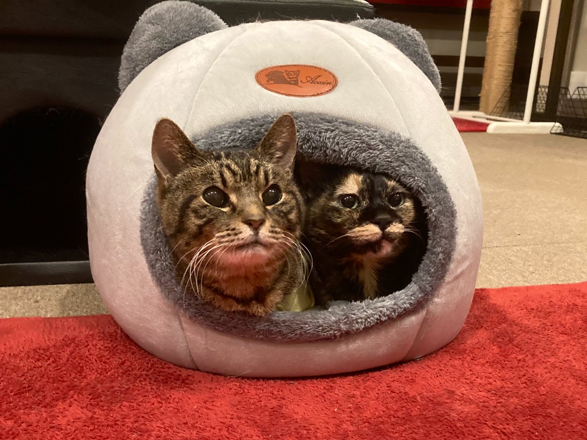 Mewkies_'s tweet photo. 【訃報】
末期がんのメイプルでしたが、2月22日早朝逝去しました。皆さんにたくさん可愛がってもらいありがとうございました。火葬日は未定ですが決まり次第お知らせします。もし最後にお別れしたい方がいらっしゃれば是非会いに来てくださいね！ https://t.co/VqQtIlGoT0