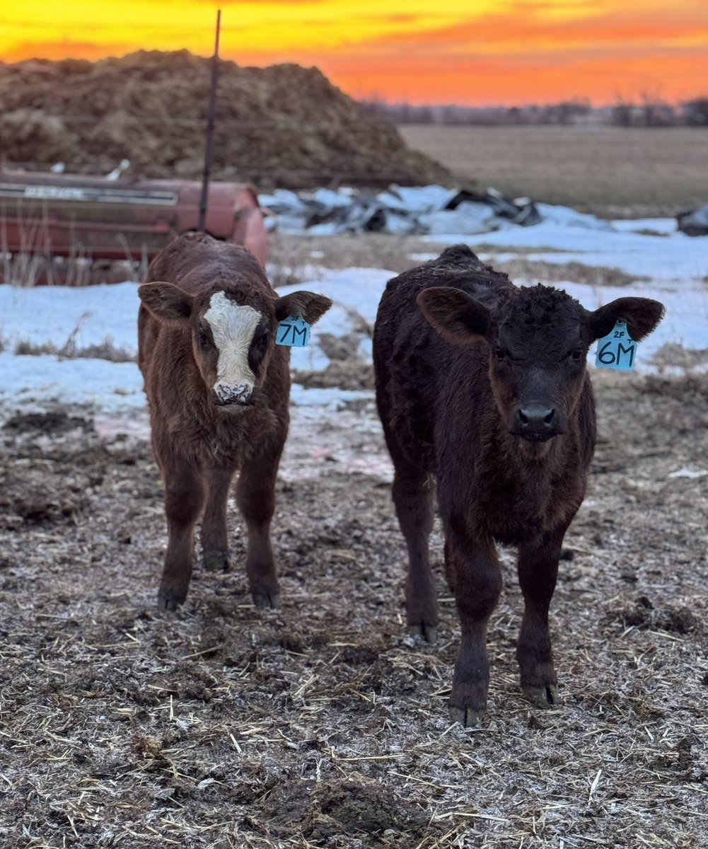 FirstLineAngus's tweet photo. Set of Simmy twins enjoying the sunrise this morning 🌄 #twinning #aretheyidentical #bluechip https://t.co/o5PZCsavvX