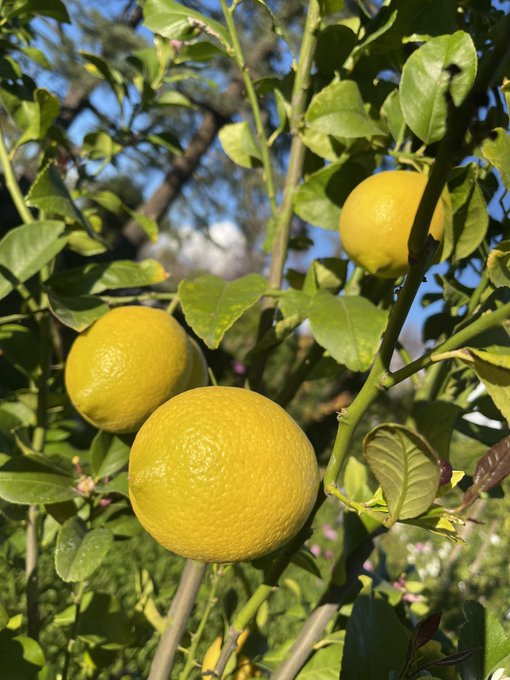 My broccoli and lemons are days away 😌 https://t.co/WwJaOce7WN