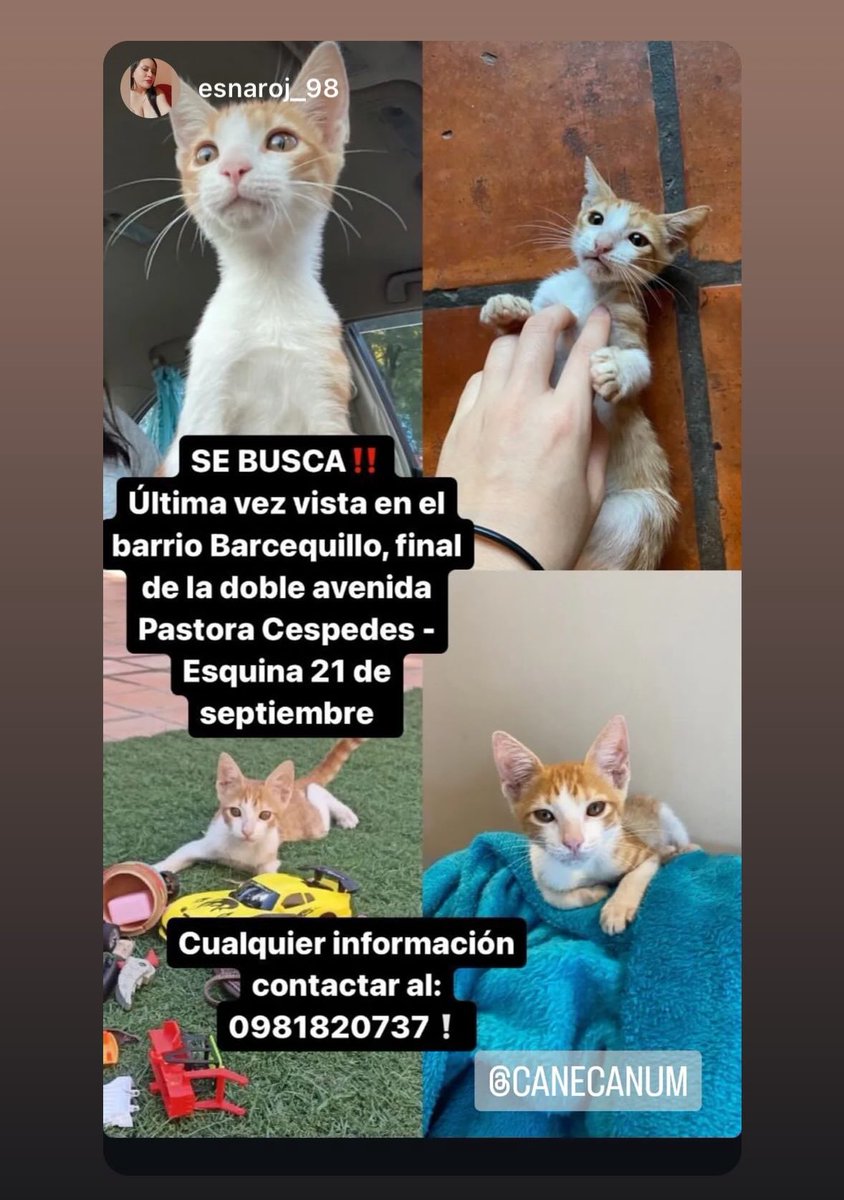 canecanum's tweet photo. Nos ayudan compartiendo 🙏 https://t.co/1XWVyd4ktj