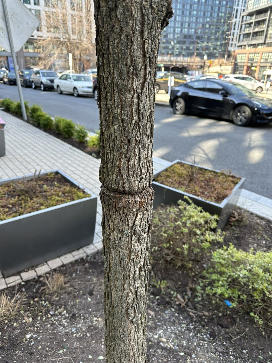 districtdork's tweet photo. @NoMaBID can you remove these tree stakes along the 331 N St NE building?  Long overdue and you can see what they do to the tree trunks.  Same for the staking along 4th St. @CaseyTrees https://t.co/pNbridUbcz