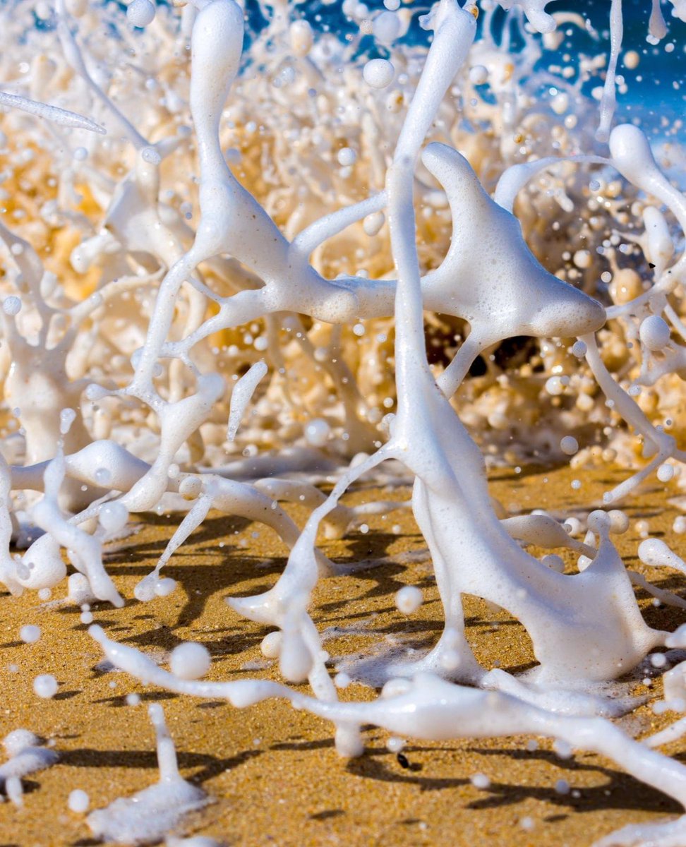 The Corals NFT tweet media