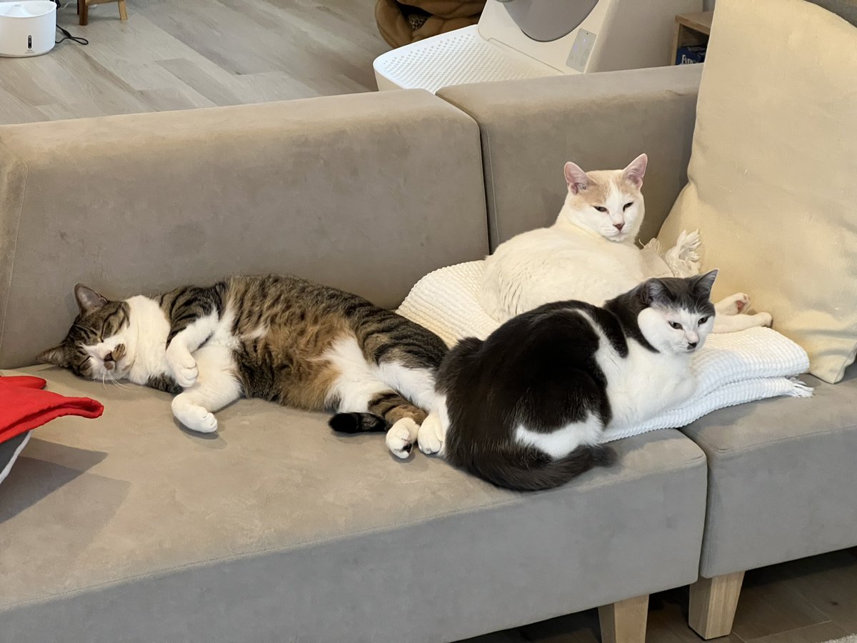ikezaki_wow's tweet photo. 今日は猫の日！
20時から、今年もふうちゃんらいちゃんねる生配信します！ https://t.co/thGHpPFCqI