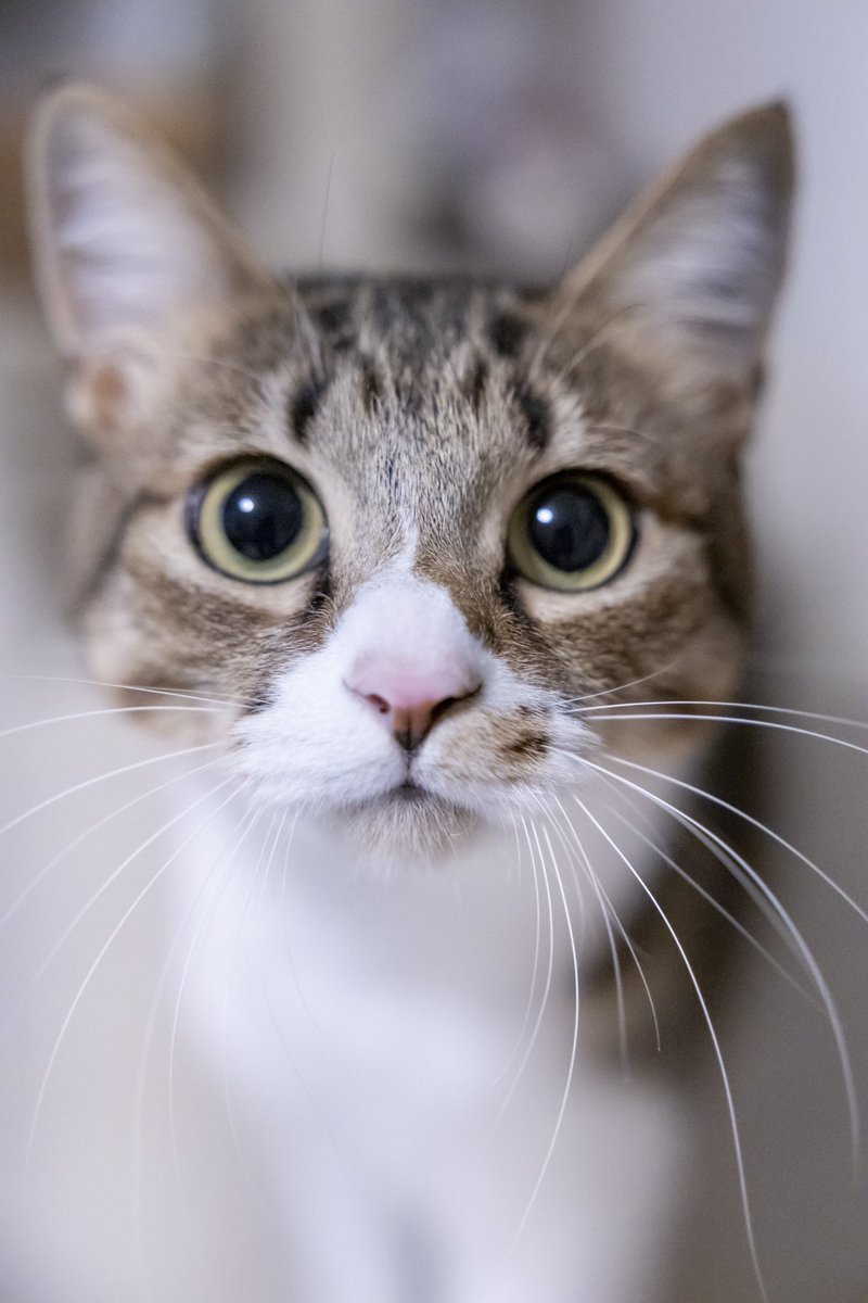 猫目 GG5wZ71bwAAnOQi.jpg