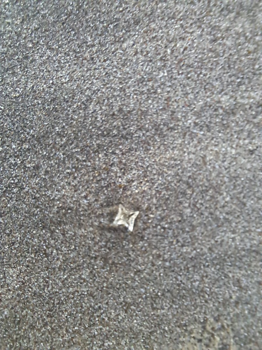 MelissaReims's tweet photo. @biomuseo Hola @biomuseo 
Conoces esto? Estaba en toda la playa... parecían cristales pero no eran duros https://t.co/lzb71NaC1n