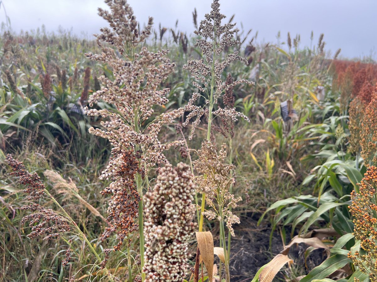 Sivakumar Sukumaran tweet media