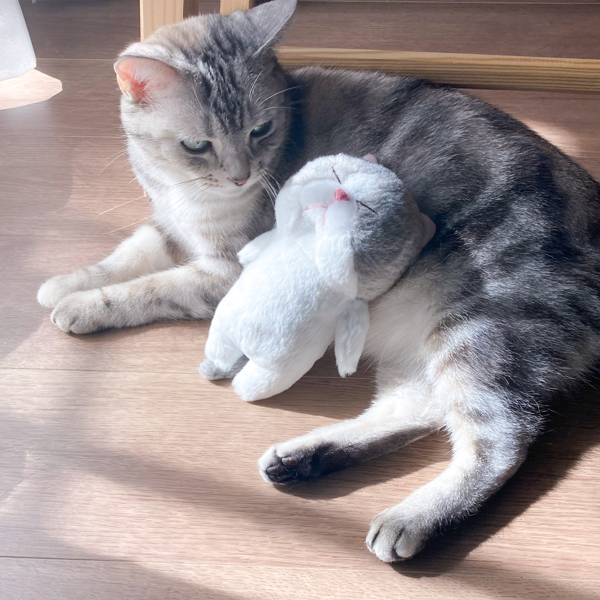 naito_design's tweet image. 今日はネコの日🐾
２匹で仲良く日向ぼっこ。

#猫の日 #ぼうみたいなねこ