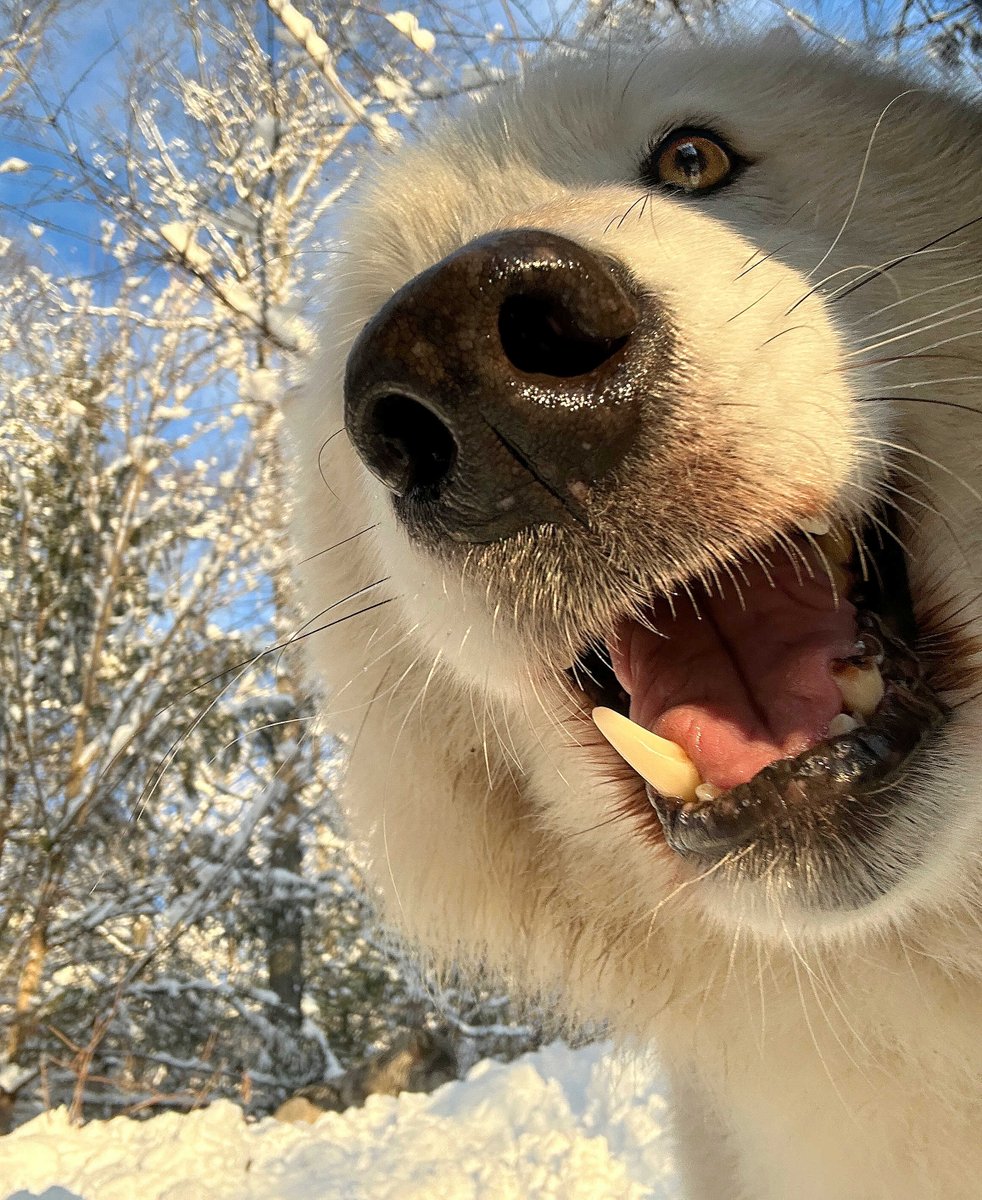 nywolforg's tweet image. Rise and shine! ☀️