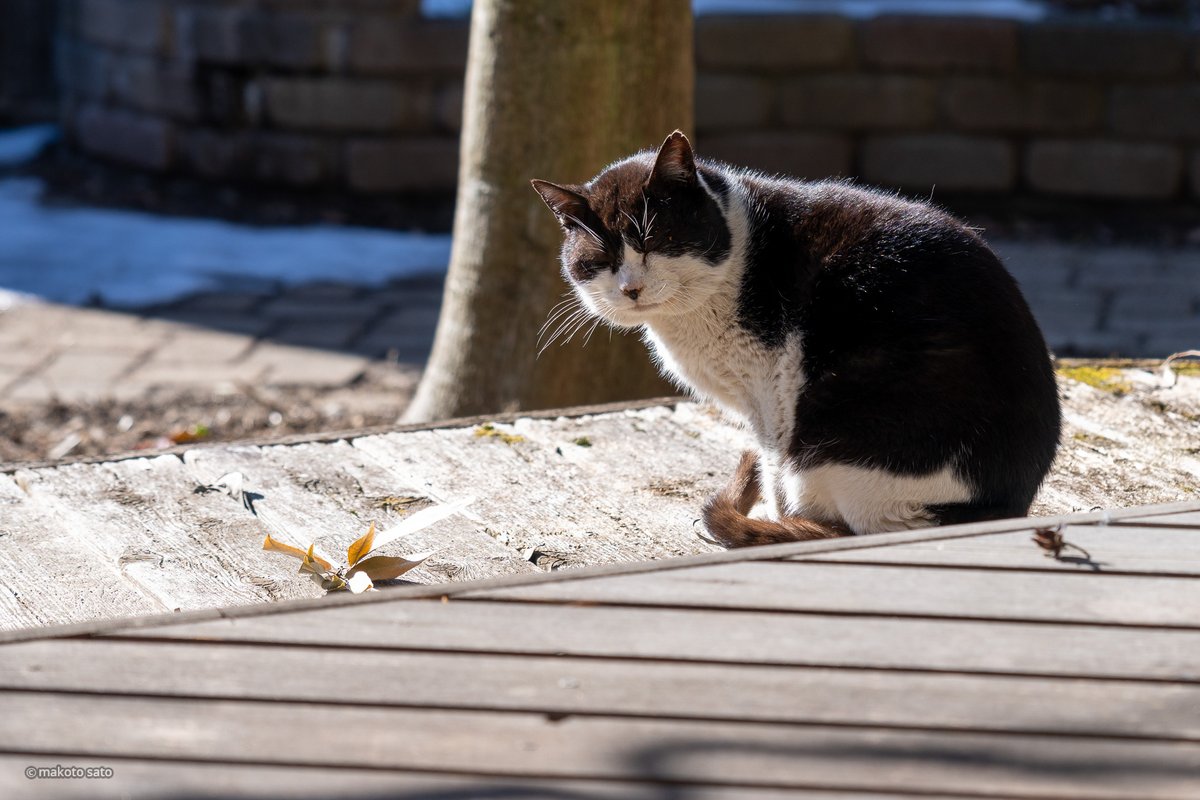 CatLife's tweet image. 少し前に見かけた白黒の二毛猫。かつての見知った猫の子孫かな。世代を超えて、20年ぶりの帰還。座ったまま日向ぼっこしてます。
#ネコの日