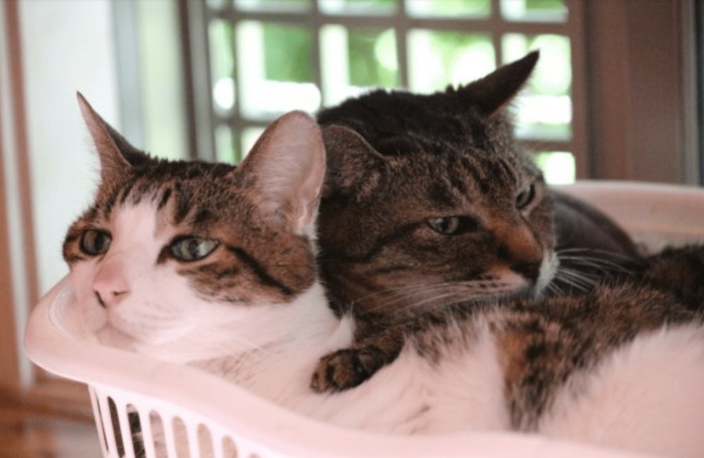 おはようございます！採用担当Hossyです⭐️
 #猫の日 ということで、kay meの活動の一部をご紹介！動物を犠牲にすることなく生活を便利に華やかにしたいという想いでサスティナビリティを推し進めています。🐈🐕
kaymeblog.com/staff-blog-fou…
#にゃんにゃんにゃんの日 
#動物保護
#アニマルウェルフェア