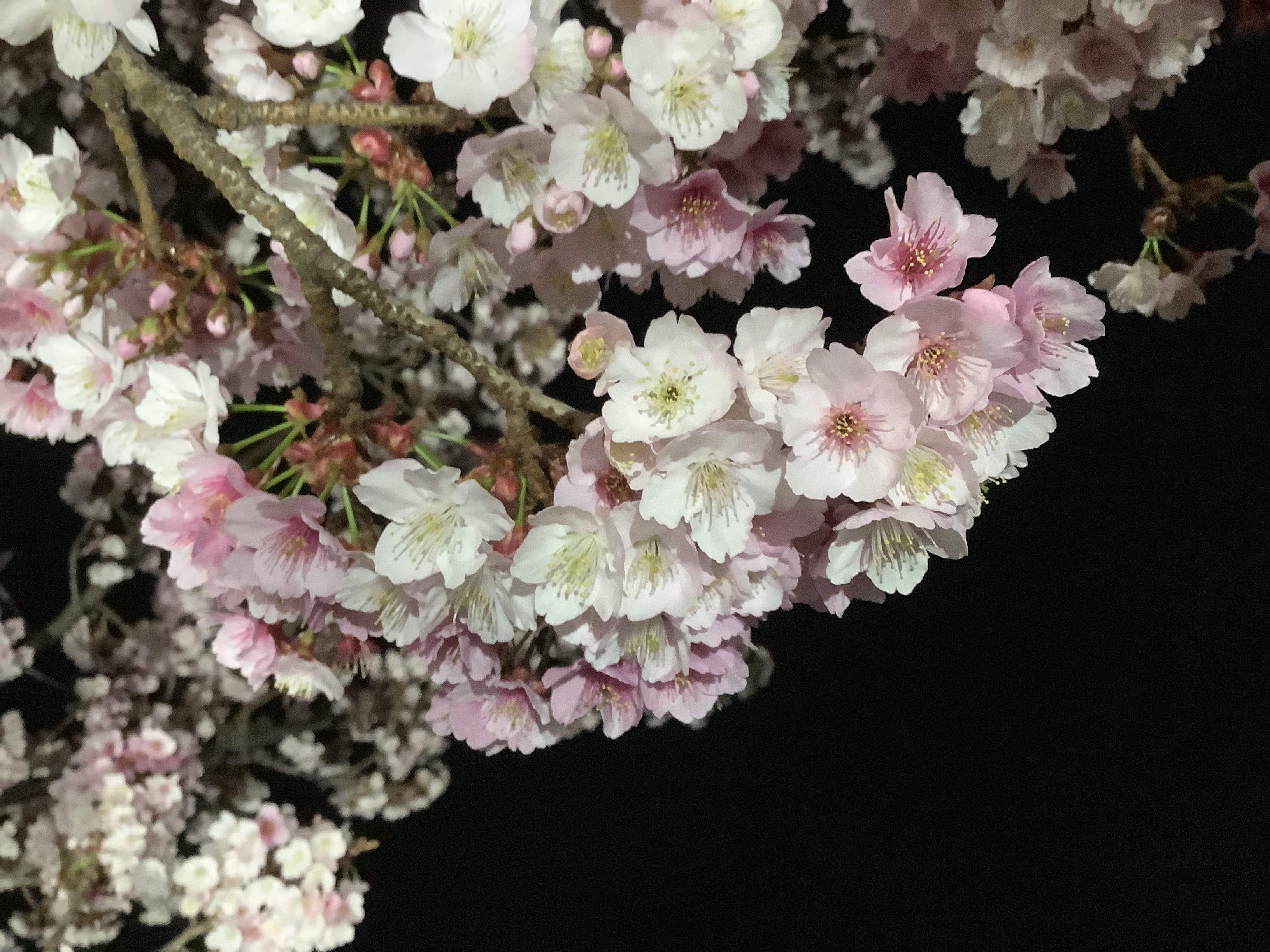 電車の乗客に、春の訪れ告げる 誰が植えたか「大宮操の桜
