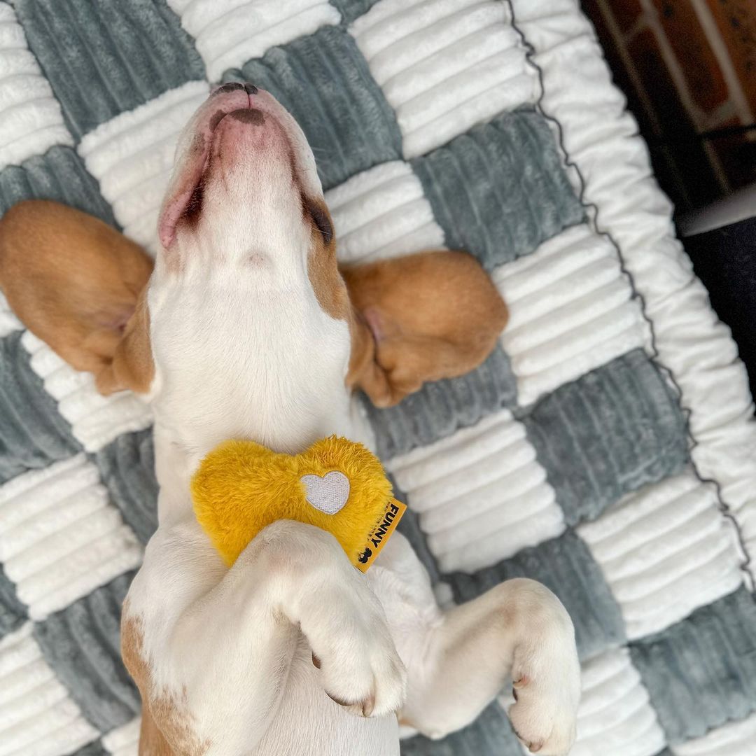 FUNNYFUZZY_PET tweet media