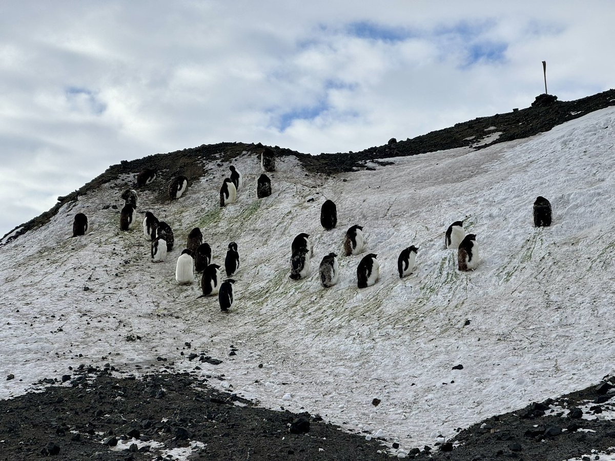And we landed in #Antarctica! We are enjoying #USAP MCMurdo Research Station <a href="/NSF/">U.S. National Science Foundation</a>! Look who came to say Hi! #NBP24