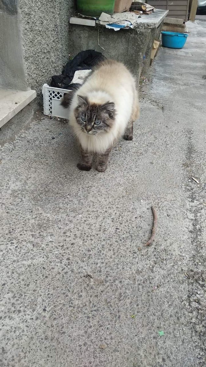 È stata chiamata Candy. I suoi proprietari sono partiti e l'hanno abbandonata in strada in un paesino di montagna. Immaginate il trauma di passare dal divano di casa al freddo fuori, povera piccola.