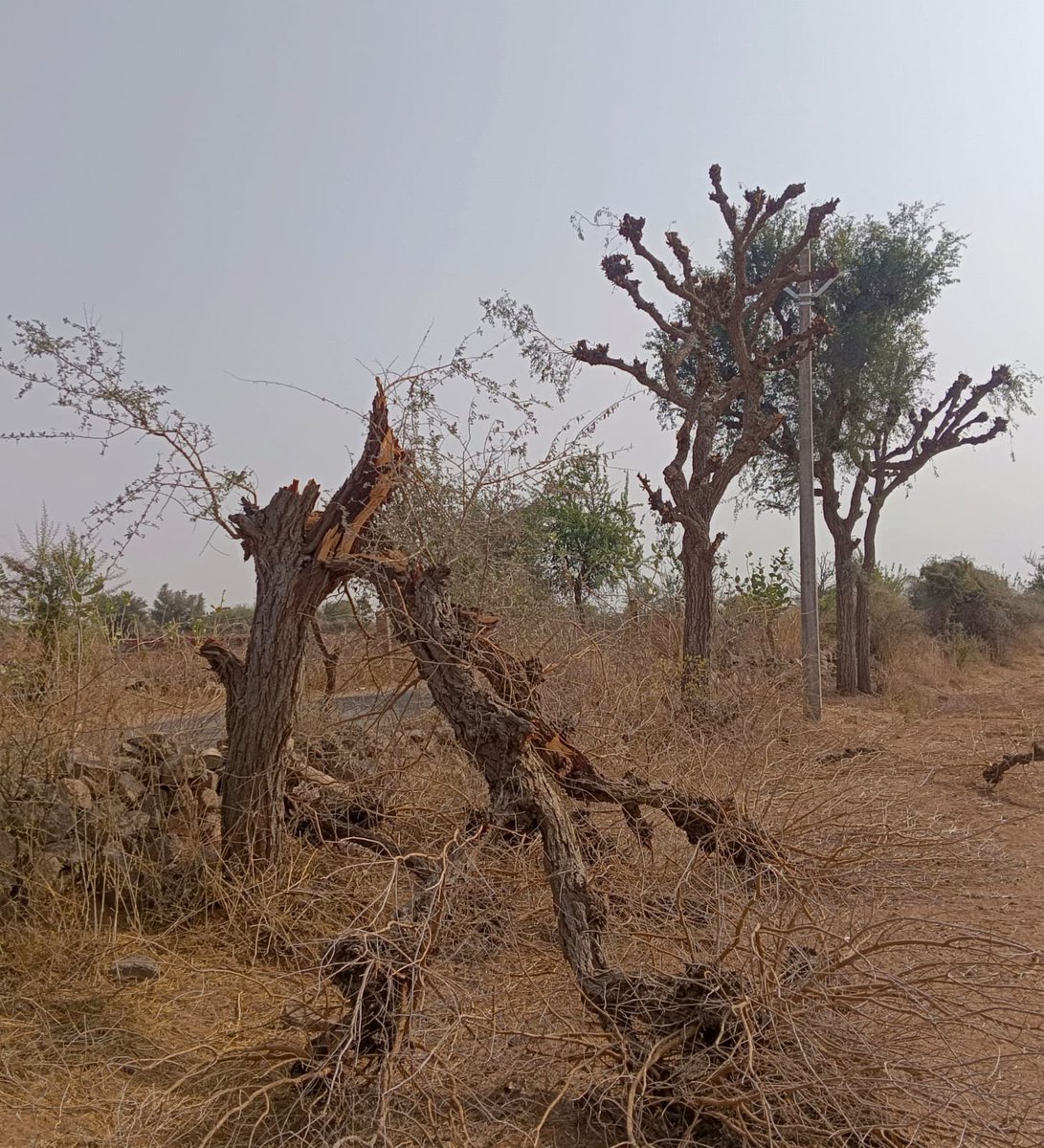 नागौर के बोड़वा नराधना में हरे पेड़ों को खा रहा विधुत विभाग
#EnvironmentalJustice #CMORajasthan   #BhajanlalSharma