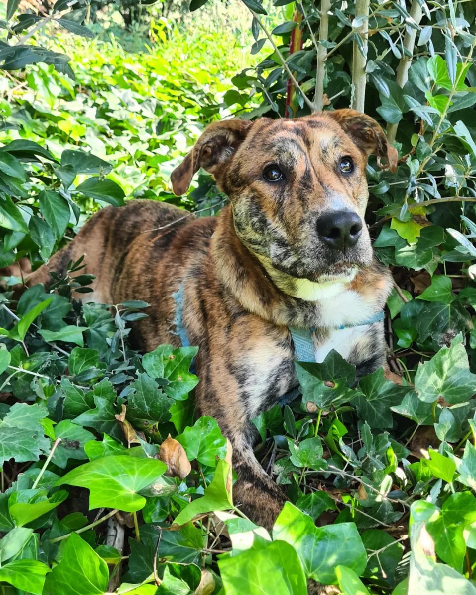 PATICASTAUSTE1's tweet photo. ⭐ ODY EN ADOPCIÓN ⭐

Un perro espectacular de guapo y de bueno, un terremoto de puro nervio que necesita correr, jugar mucho y dedicarle tiempo. ¿Quieres conocerlo?

✔️ Macho
✔️ Mestizo
✔️ 1 año
✔️ Tamaño grande
✔️ Vacunado, desparasitado, negativo.
➡️ CONTACTO ☎️ 651886756 https://t.co/fZp0xvDxig