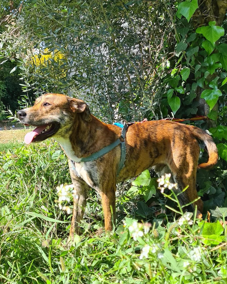 PATICASTAUSTE1's tweet photo. ⭐ ODY EN ADOPCIÓN ⭐

Un perro espectacular de guapo y de bueno, un terremoto de puro nervio que necesita correr, jugar mucho y dedicarle tiempo. ¿Quieres conocerlo?

✔️ Macho
✔️ Mestizo
✔️ 1 año
✔️ Tamaño grande
✔️ Vacunado, desparasitado, negativo.
➡️ CONTACTO ☎️ 651886756 https://t.co/fZp0xvDxig