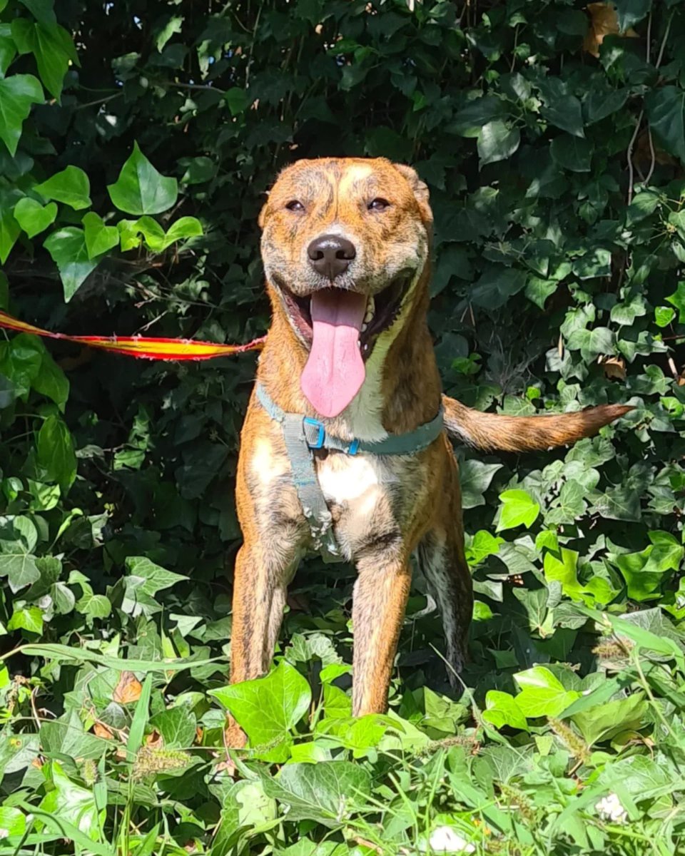 PATICASTAUSTE1's tweet photo. ⭐ ODY EN ADOPCIÓN ⭐

Un perro espectacular de guapo y de bueno, un terremoto de puro nervio que necesita correr, jugar mucho y dedicarle tiempo. ¿Quieres conocerlo?

✔️ Macho
✔️ Mestizo
✔️ 1 año
✔️ Tamaño grande
✔️ Vacunado, desparasitado, negativo.
➡️ CONTACTO ☎️ 651886756 https://t.co/fZp0xvDxig