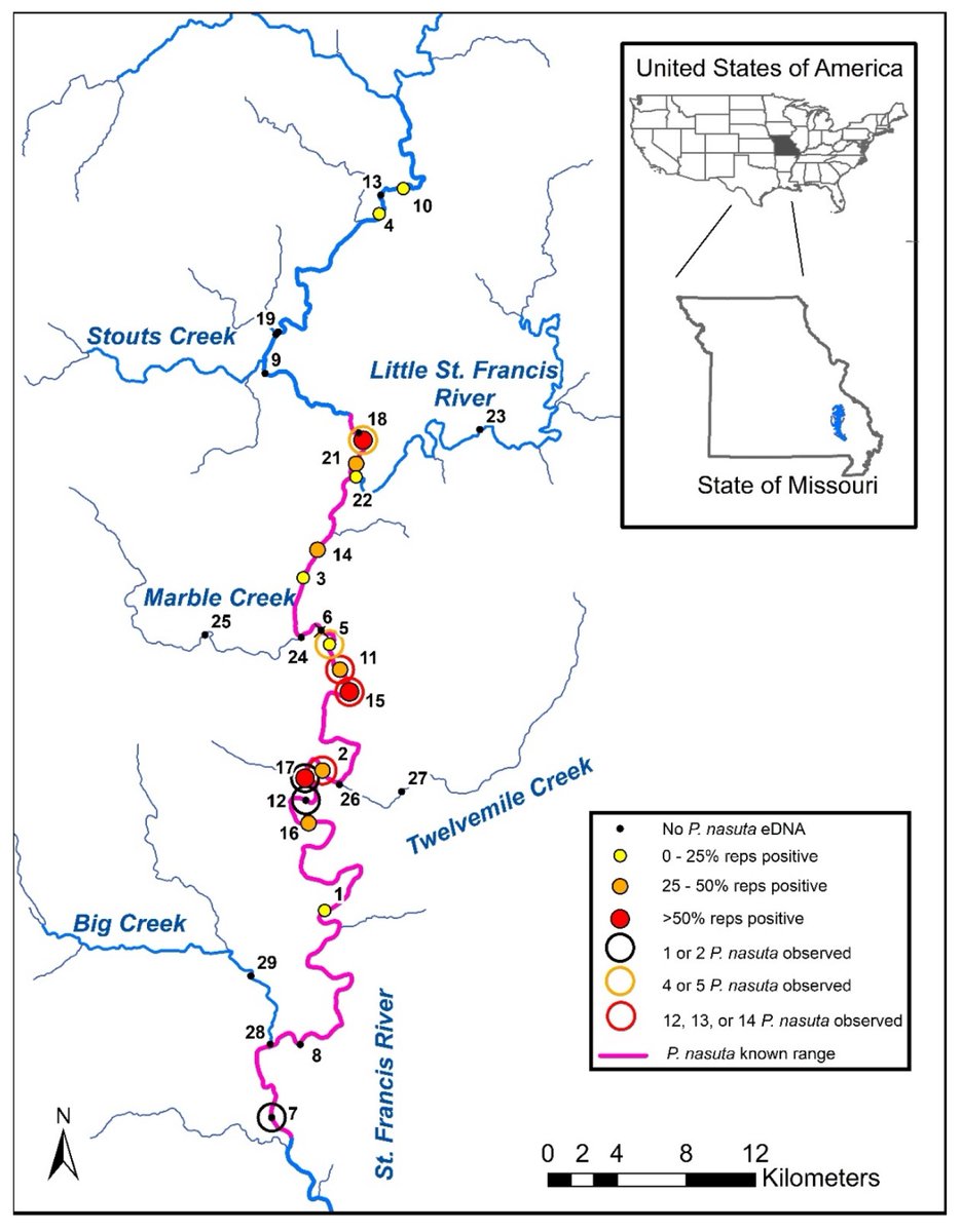 Fishes_MDPI's tweet image. #FishesMDPI #HighlyCitedPaper

&quot;A Comparison of #eDNA and #VisualSurvey Methods for Detection of Longnose Darter Percina nasuta in Missouri&quot; by Jacob T. Westhoff et al. 

👉mdpi.com/2410-3888/7/2/…

#detection #environmentalDNA #longnosedarter #gearcomparison