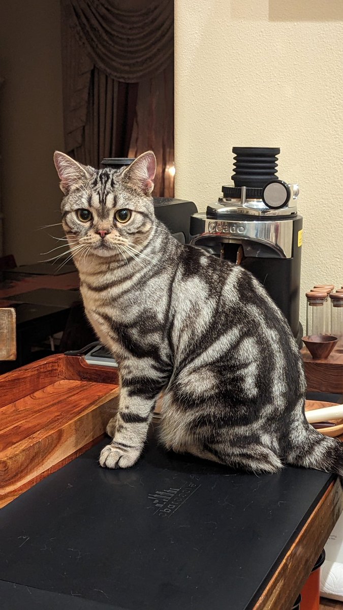 「我が家の猫たち アメショのすみちゃん()とブリティッシュロングヘアのシャナちゃん」|スカイレールのイラスト