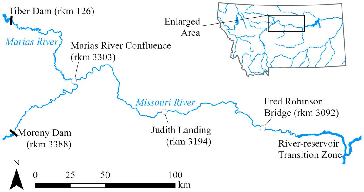 Fishes_MDPI's tweet image. 🥳#FishesMDPI

🐟&quot;#Spawning Locations of #PallidSturgeon in the Missouri River Corroborate the Mechanism for Recruitment Failure&quot; by Tanner L. Cox et al.

🔗mdpi.com/2410-3888/8/5/…

📌#recruitmentfailure #spawningsubstrate #spawninglocation #spawningmovement