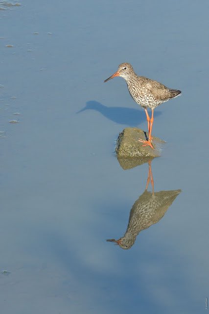 VondeBee's tweet photo. #KleurInDeNatuur #ivoor De kleur ivoor is in de #tureluur terug te vinden #dag21 https://t.co/0lne7yqYFC