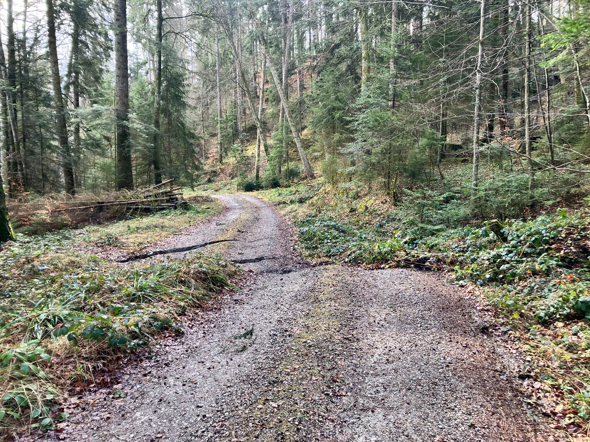 nilshaehlen's tweet photo. In Wattenwil, Canton of Bern, a permanent landslide has accelerated as a result of the heavy rainfall at the end of 2023. The landslide covers an area of around 50 hectares. There is extensive damage to the forest, forest roads, protection measures and buildings. https://t.co/ZRZovIPMvB
