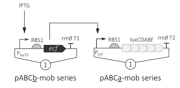 BioDesignR's tweet photo. #JustPublished
A MoClo-Compatible Toolbox of ECF Sigma Factor-Based Regulatory Switches for Proteobacterial Chassis | BioDesign Research
🔗https://t.co/0TR9YRb5Rs
#synbio #BioDesign #BioDesignResearch https://t.co/zx57719rPC