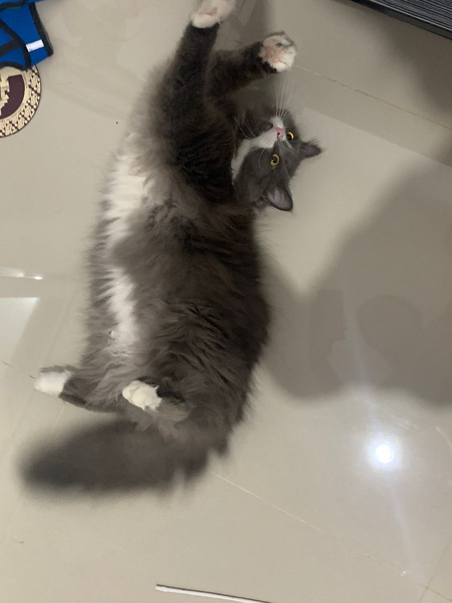 eza626's tweet photo. @vestiazeta Kucing abu... #NYAorNYO https://t.co/aPIi33RD1P