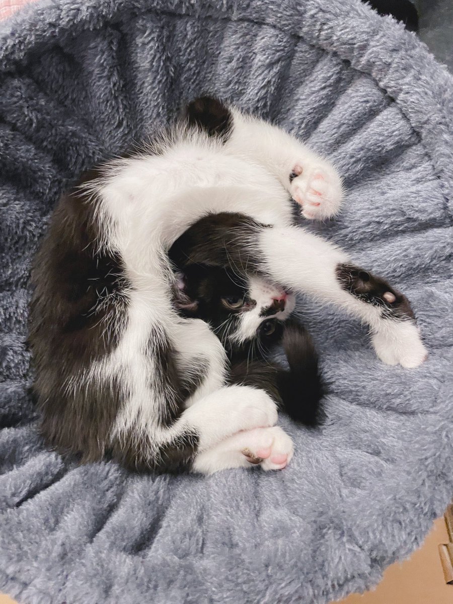 RabbitonBooks tweet media