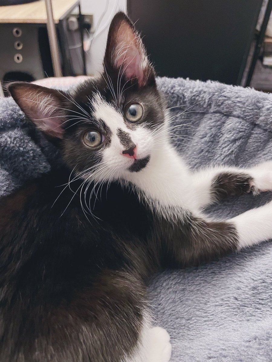 RabbitonBooks tweet media