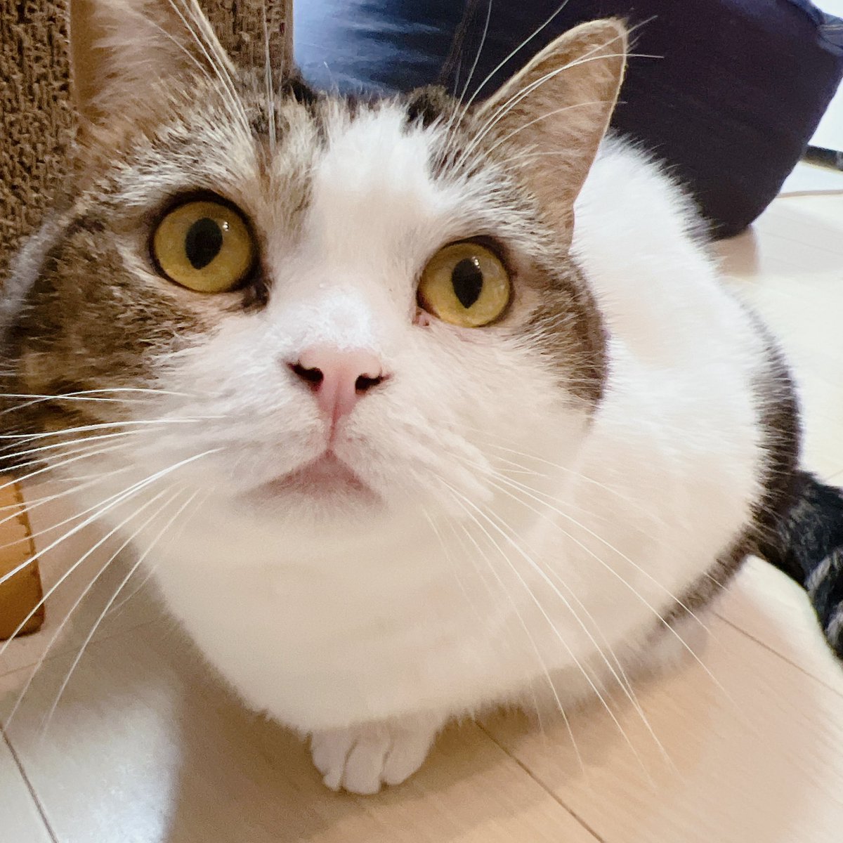 utahime_po's tweet photo. おはようございます🐾

今日は #猫の日 (ฅ•̀ω•́ฅ)
至る所で猫が溢れてて幸せすぎる☺️
私も撮りたてほやほやシエルを
置いておきます🐾

ベビは絶賛お昼寝中💤
今日もゆるりとよろしくにゃ🐈

#うたひめの日常
#CIELPHOTO https://t.co/wpRKTMCXBJ