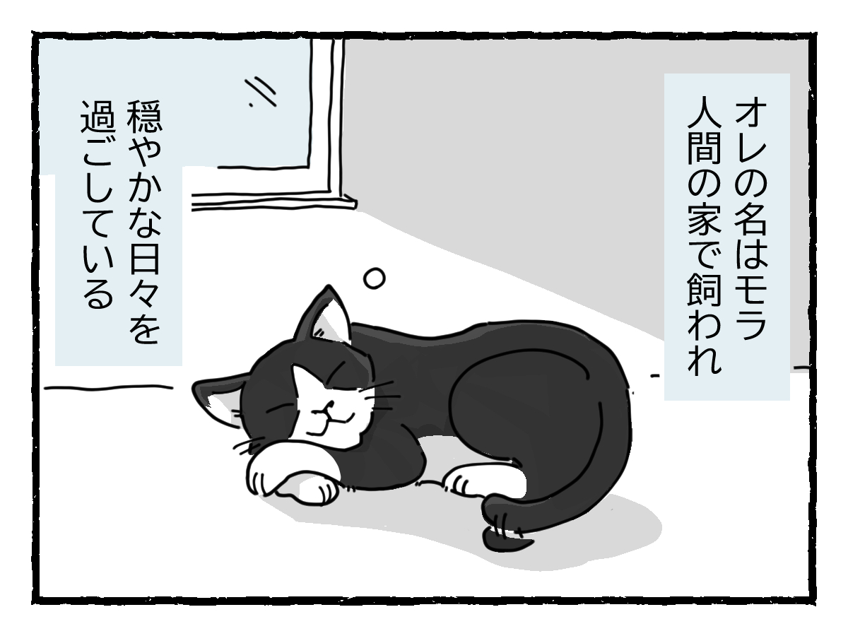 「当たり前の価値観」に対して「何で?」を問うトイプードルに、日々振り回される猫のお話。

1

#猫の日 