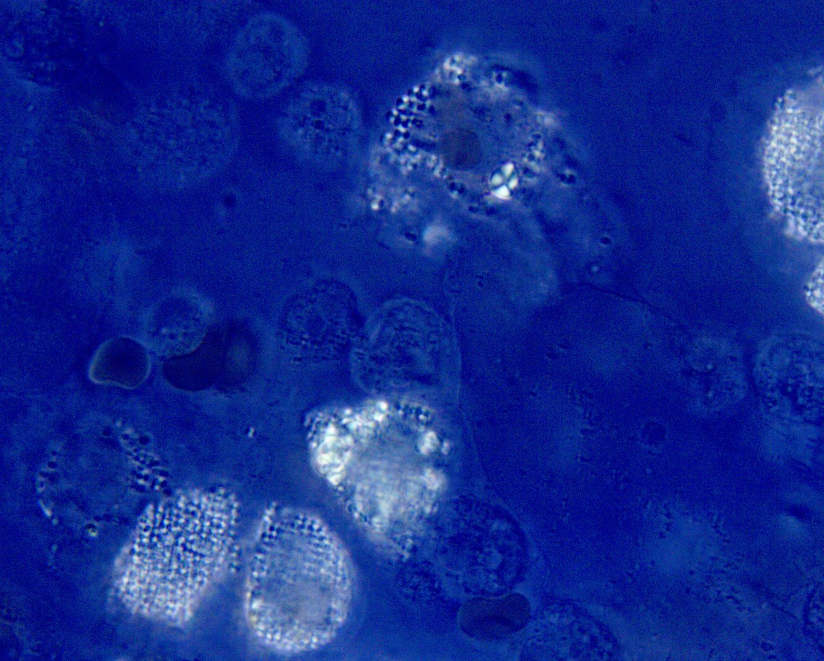 Juan Carlos Q Velez tweet media