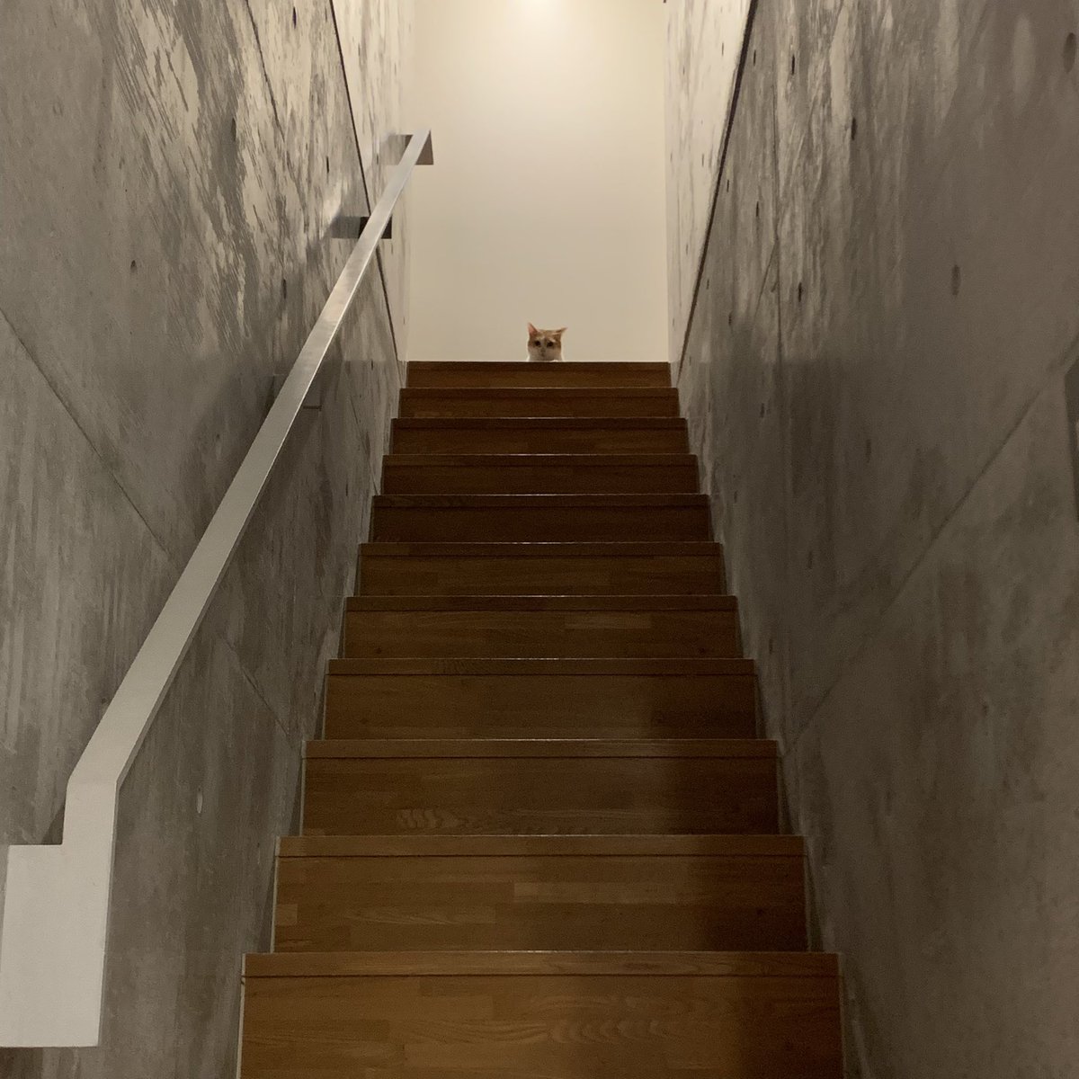 stripe_design's tweet photo. 猫の日ですYO♪ https://t.co/oQWxCjqIbc