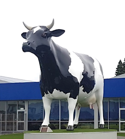 If you know which New Zealand town this cow belongs to about then you should be at the Friends of HOPE Quiz on 10 March with our QuizMaster Paul Bushnell (ex @radionz ). Visit our webpage for details hopefoundation.org.nz/events/quiz-ti…