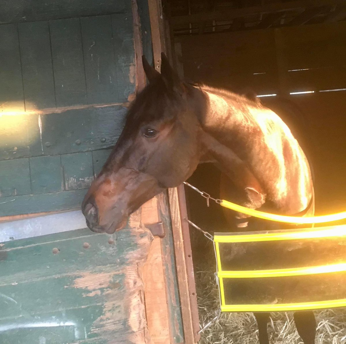 Our boy Bold Medication will be making his New York debut at @TheNYRA Aqueduct on Friday, February 23rd with jockey @trevormmccarthy riding. It is race 6 and post time is 3:55. Our trainer @WPottsRacing and his team will have him ready to go! Let’s get lucky! 🏇🏇