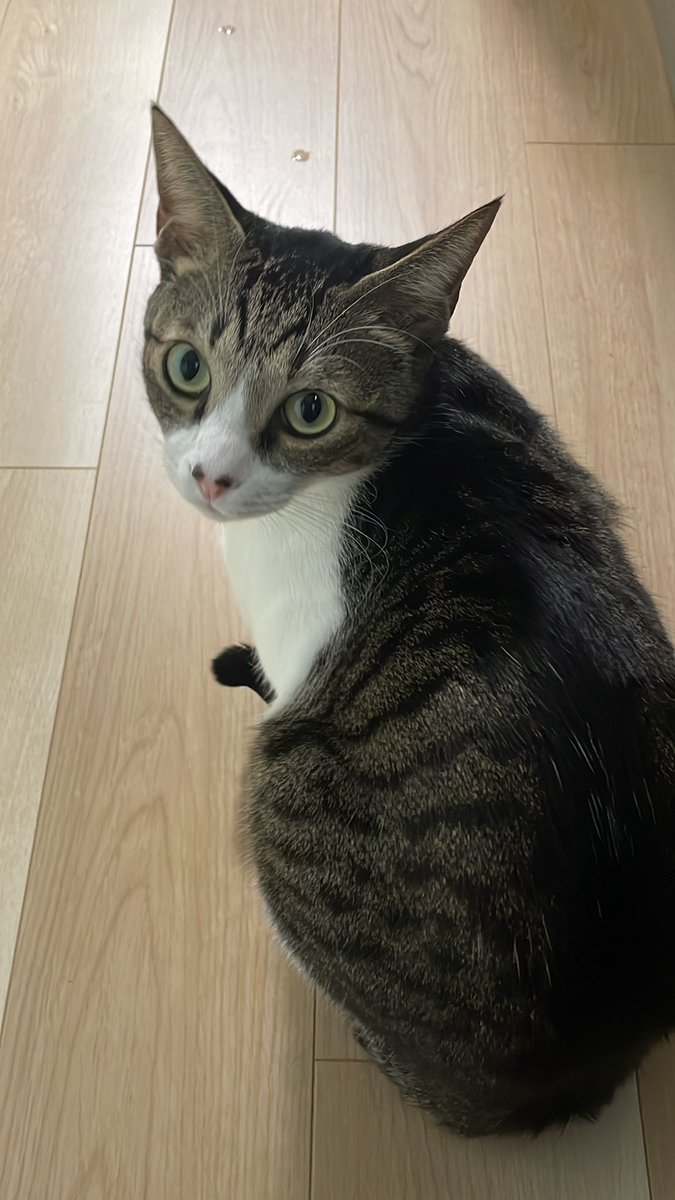 arahiresbox's tweet photo. ✨㊗️ 猫の日🐈✨

陶芸作家SUNさん(@keiko3sun )が愛猫の写真をもとに
植木鉢を作ってくださいますよ📣

私もお友達の猫ちゃんを作ってもらいました！誕生日プレゼントにしたよ🎁
お鼻の可愛い柄が再現されてて飼い主も大喜びでした🎉

興味ある方はアラヒレスまで...
DMでもご来店でもメールでも💌 https://t.co/HTeTWMaGd1