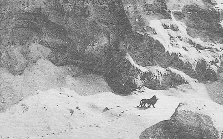 Photographie d'un lion de l'Atlas dans son habitat naturel, prise par Marcelin Flandrin alors qu'il survole les montagnes de l'Atlas, au Maroc. 1925.