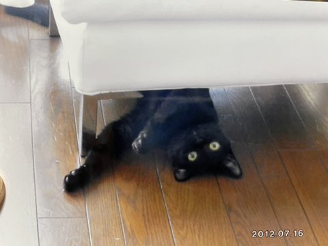 cat black cat animal focus no humans wooden floor animal indoors  illustration images