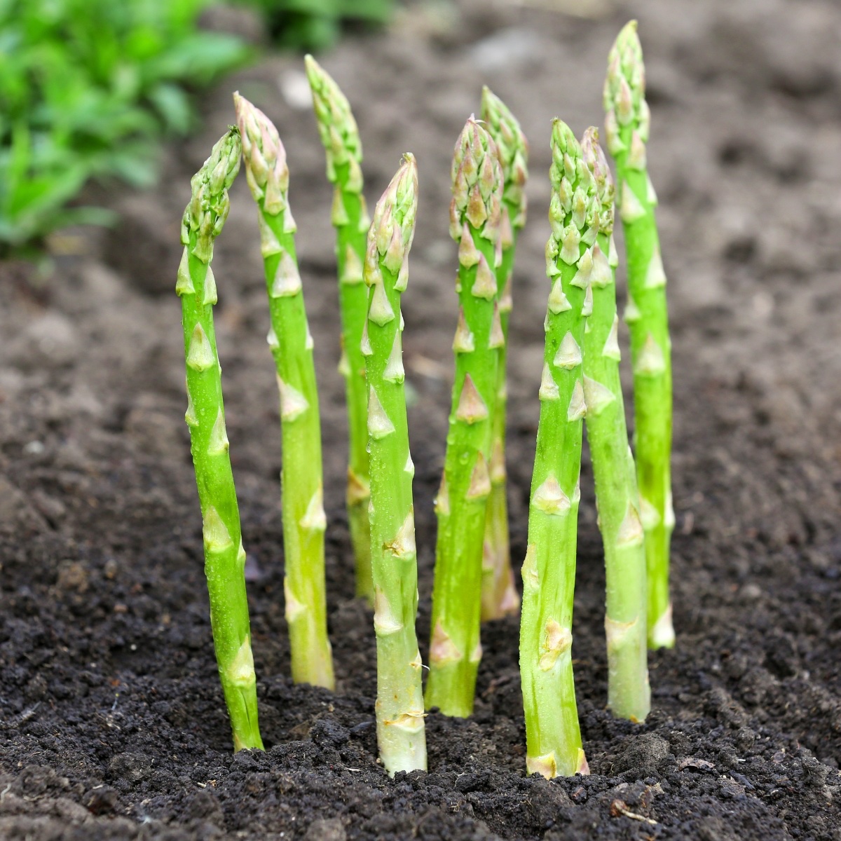 love how asparagus just grows like this. no nonsense.