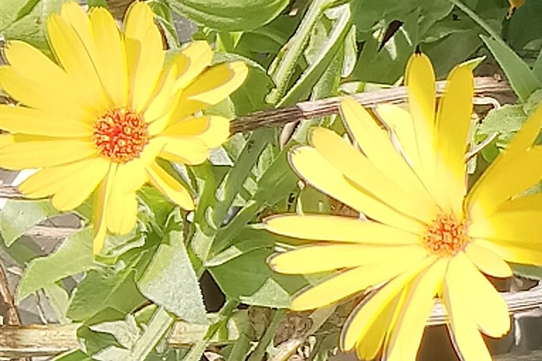 Fall Autumn yellow flowers blooming in Autumn garden. #fall #Autumn #yellow #flowers #yellowflowers #blooming #flowersblooming #garden #autumngarden