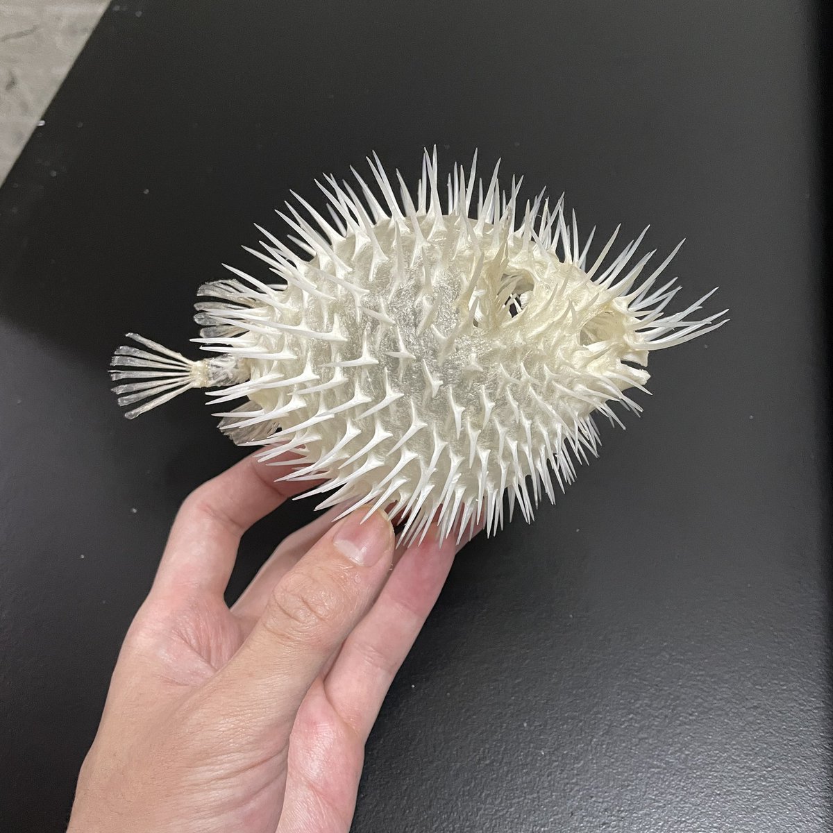 いのししの人 on X: 