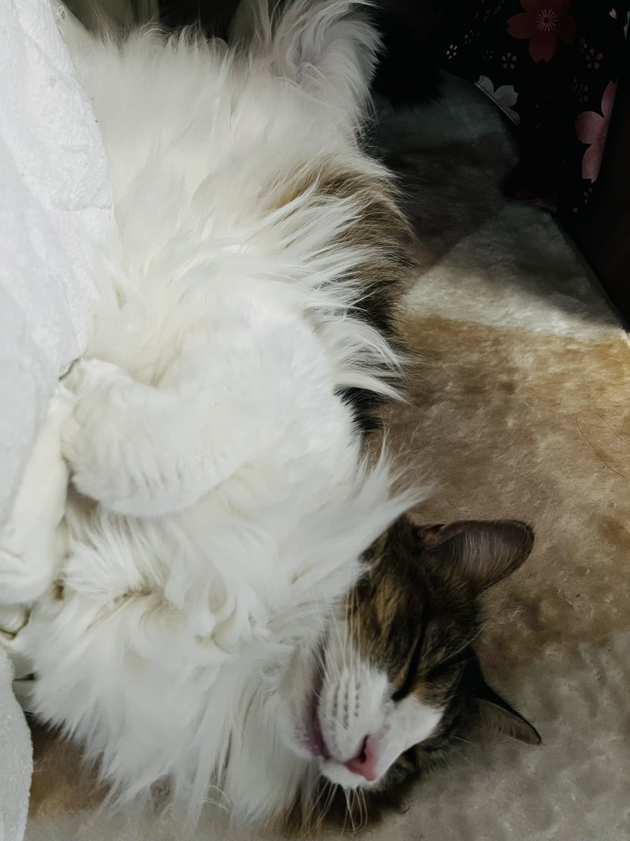 TetoSyan224's tweet photo. ホットカーペットで溶けてるお嬢様
#猫の日 #ネコの日 #猫の日2024 #ノルウェージャンフォレストキャット https://t.co/YdMaoZpnnA