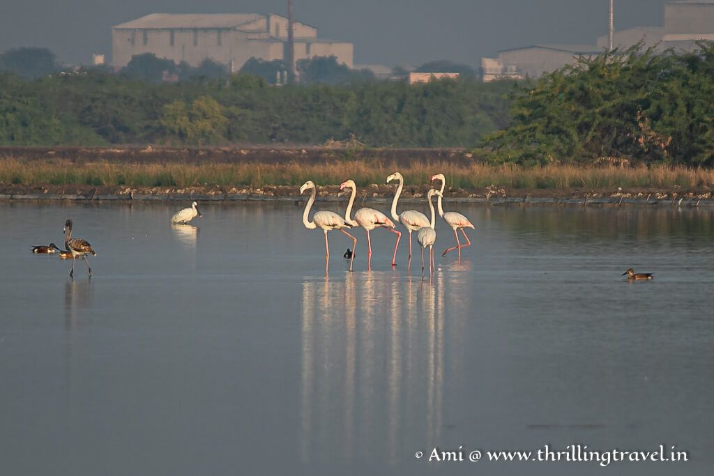 Explore the Little Rann of Kutch Sanctuary and witness the endangered Indian Wild Ass herd in Asia! Discover exotic birds like flamingos on a thrilling safari. Plan your adventure now with this travel guide: buff.ly/3I5PAuf #ThrillingTravel #India #WildlifeSafari