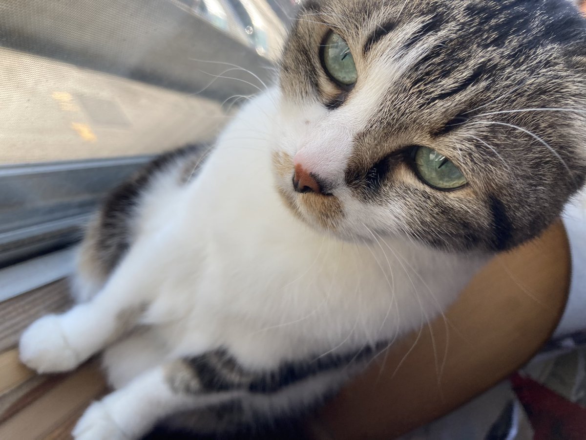 oeo_cu's tweet photo. #猫の日
元気にしてるかな
家の別嬪さんは🐈 https://t.co/hDahycQ2HO