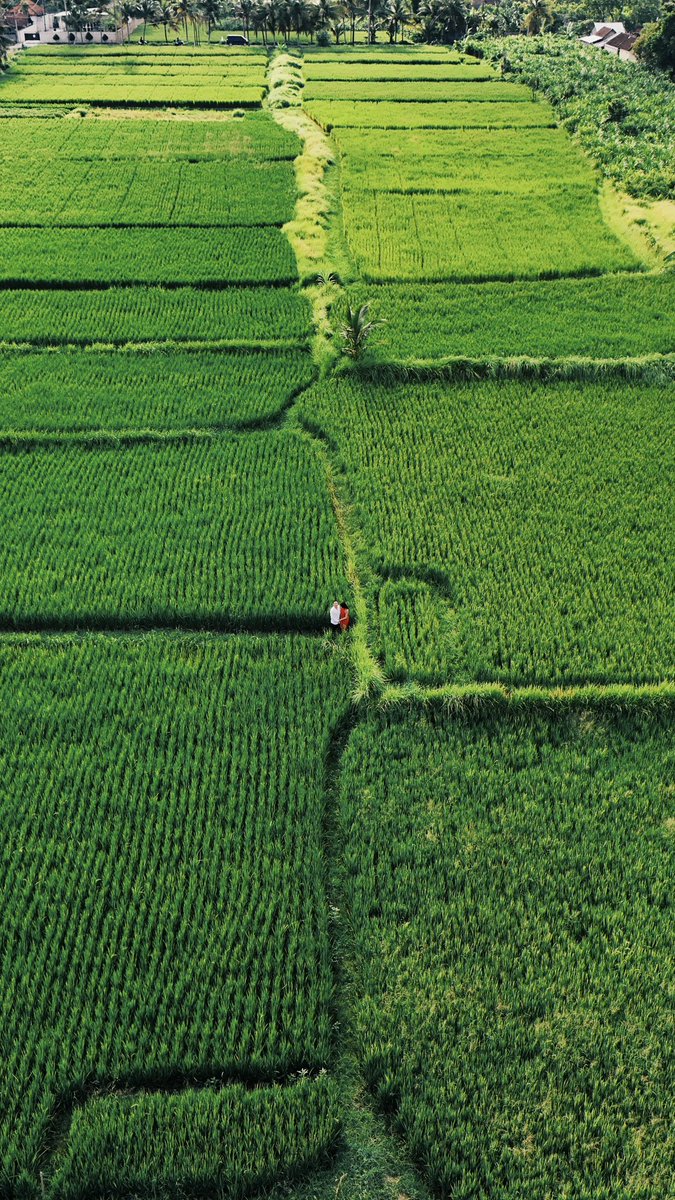 Our favourite drone shoot from recent Engagement session at Kemenuh rice field.

Just breathtaking scenery.

🥰🌾

— agraphotobali.com