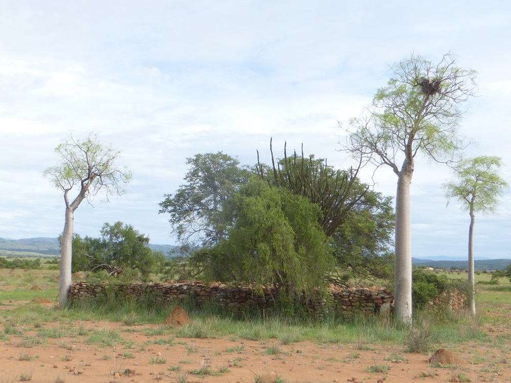 Among Tandroy in S. Madagascar the distinctive tree Moringa drouhardii is commonly planted at each corner of tombs.